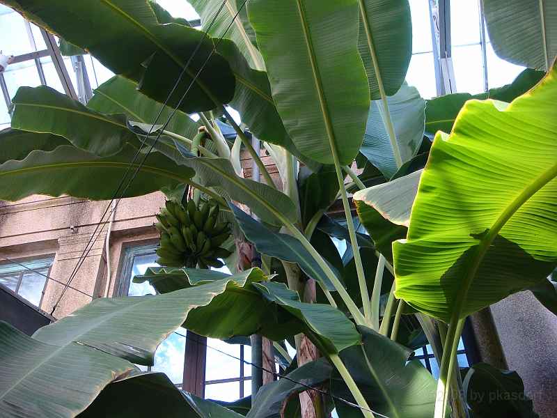 363 Longwood Gardens [2008 August 23].JPG - Longwood Gardens in Pennsylvania